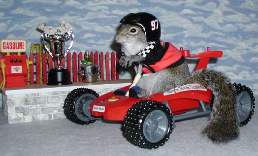 squirrel_racing.jpg